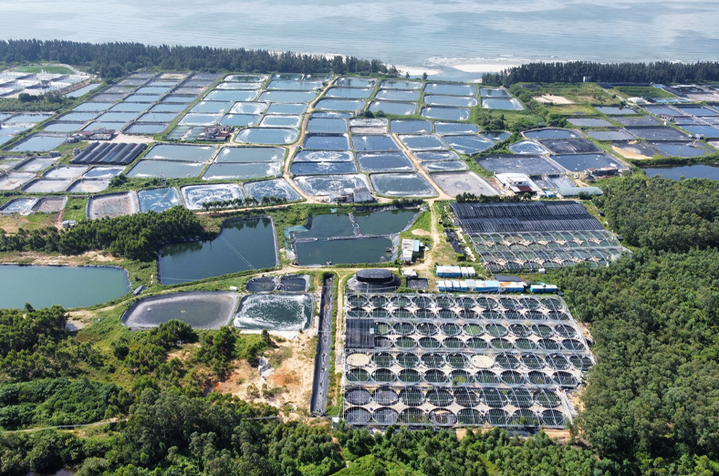 項目的設計和施工圖預算編制工作，包括138座陸基養(yǎng)殖池和3個高位池，設計尾水處理規(guī)模4000m3/d，助力陽西縣海水魚苗行業(yè)高質量發(fā)展，為綠色漁業(yè)發(fā)展提供技術支撐